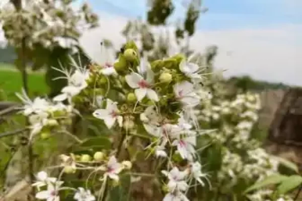 Clerodendrum phlomidis