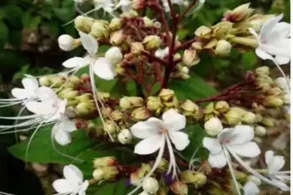 Clerodendrum viscosum