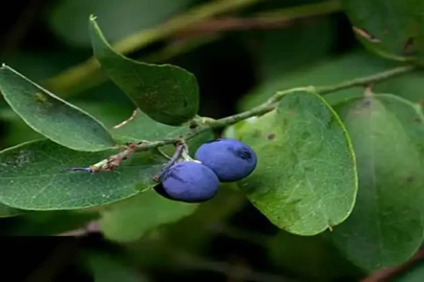Cocculus hirsutus
