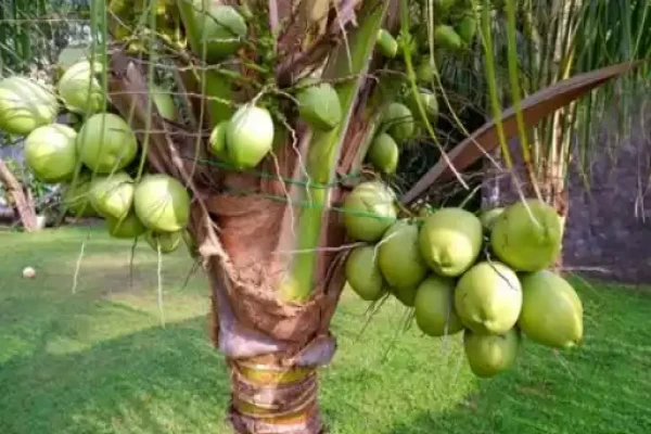 Cocos nucifera