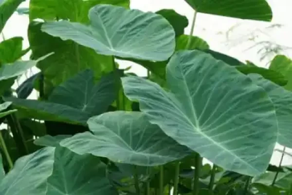 Colocasia esculenta