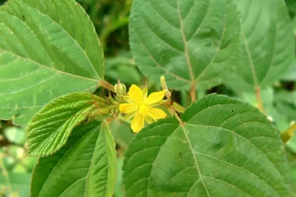 Corchorus olitorius