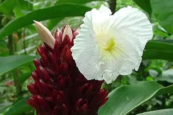 Costus speciosus