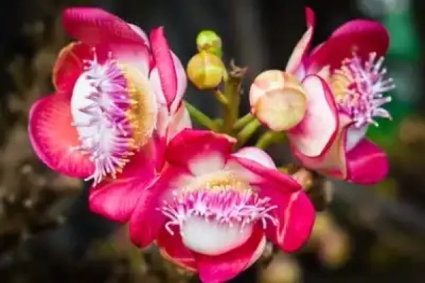 Couroupita guianensis