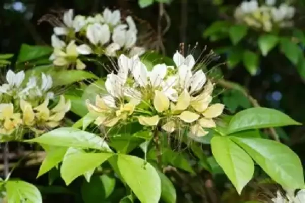 Crataeva religiosa