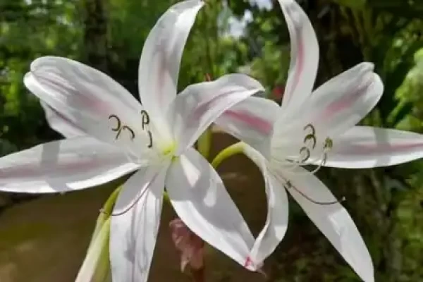 Crinum latifolium