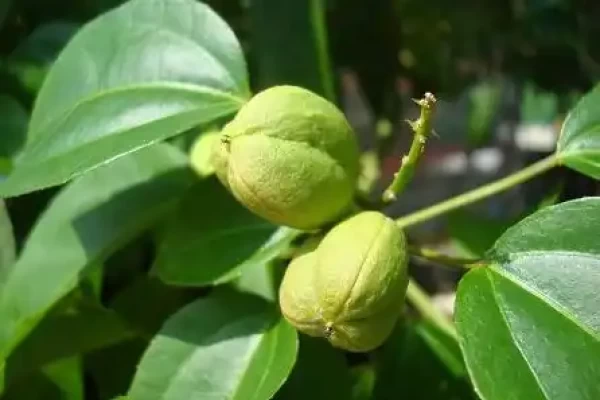 Croton tiglium