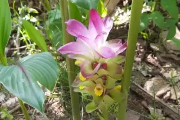 Curcuma zedoaria