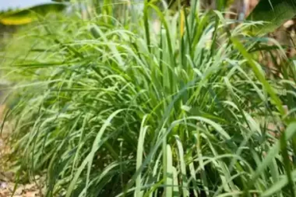 Cymbopogon citratus