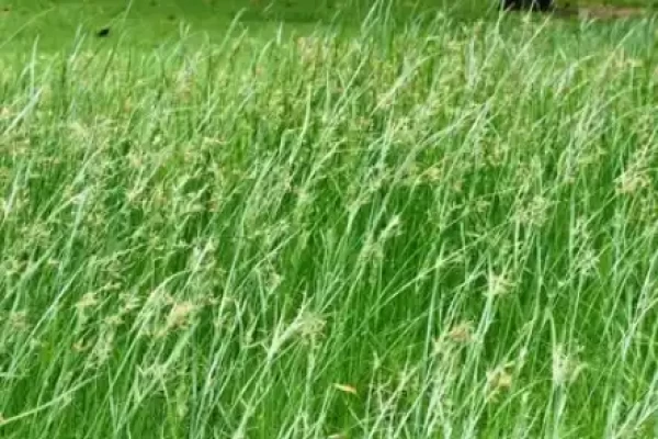 Cyperus rotundus