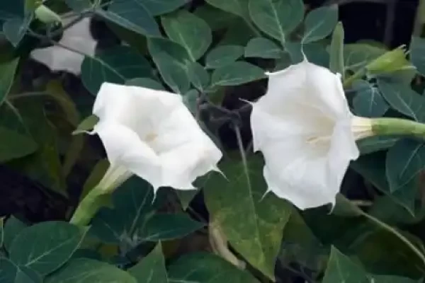 Datura metel