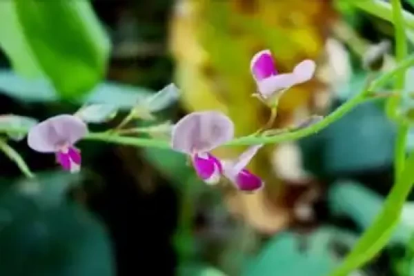 Desmodium gangeticum