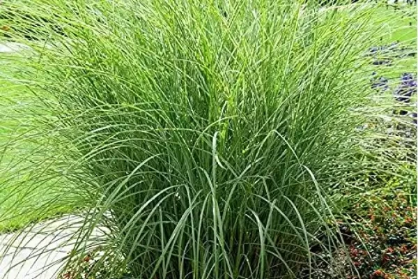Desmostachya bipinnata