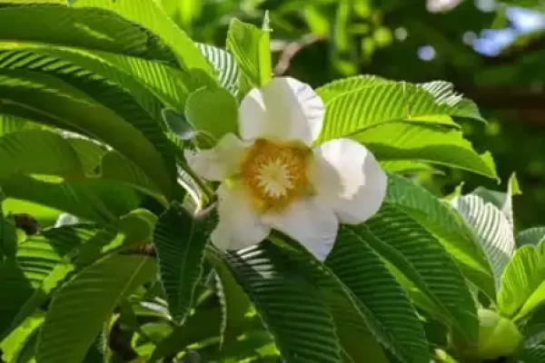 Dillenia indica