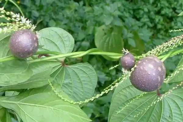 Dolichos biflorus