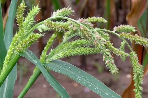Echinochloa crus galli