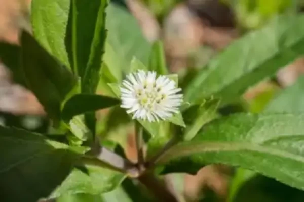 Eclipta alba