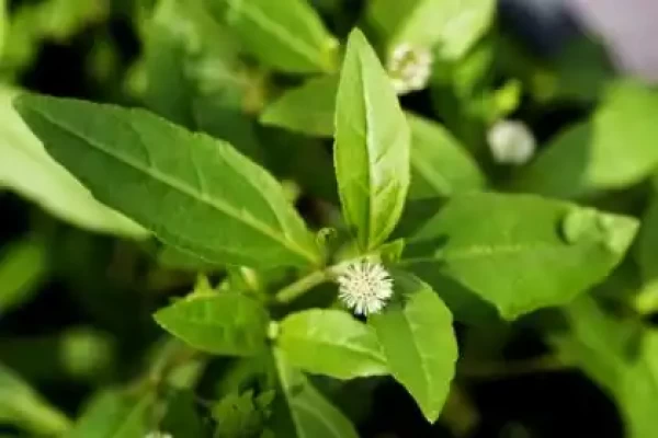 Eclipta prostrata