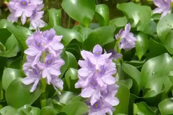 Eichornea crassipes