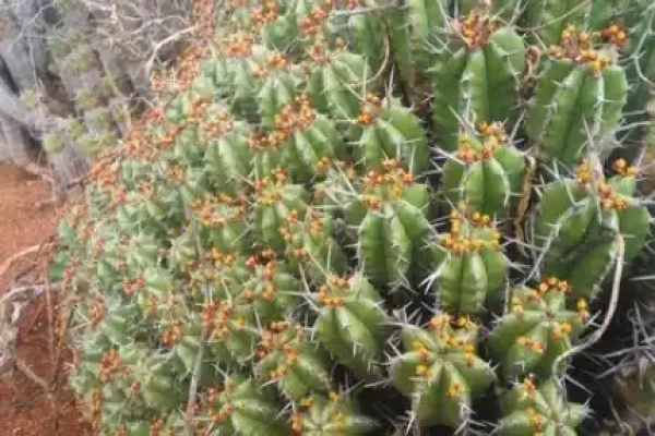 Euphorbia antiquorum