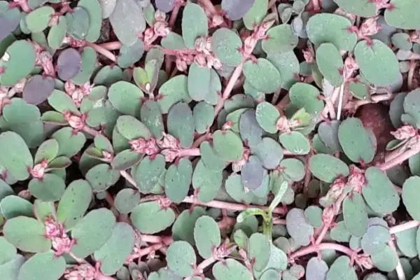 Euphorbia thymifolia