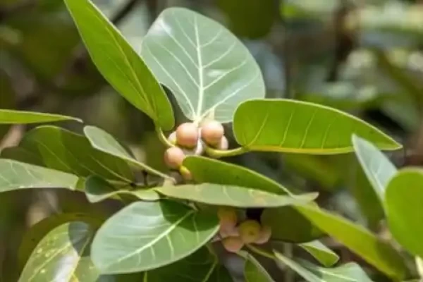 Ficus benghalensis