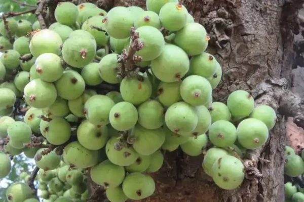 Ficus hispida