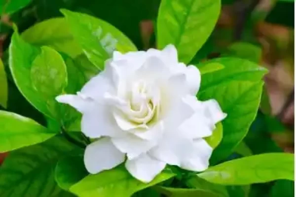 Gardenia jasminoides