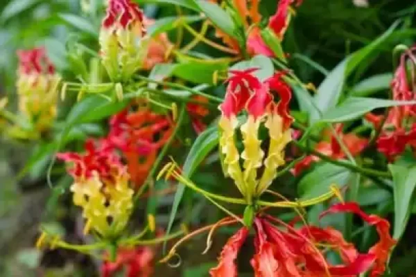 Gloriosa superba