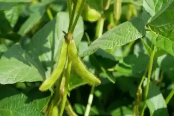 Glycine max