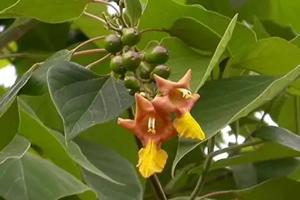 Gmelina arborea