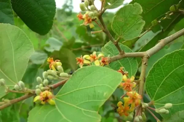 Grewia tilifolia