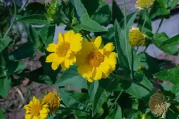 Guizotia abyssinica