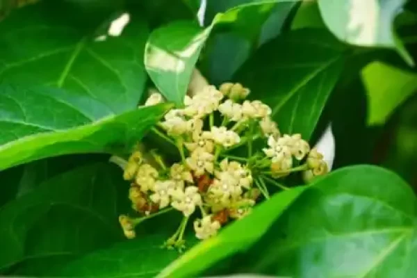 Gymnema sylvestre