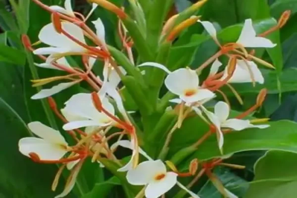 Hedychium spicatum