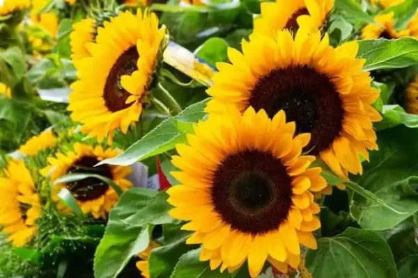 Helianthus annus