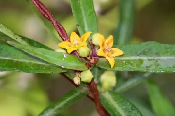 Hemidesmus indicus