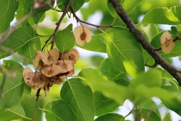 Holoptelia integrifolia