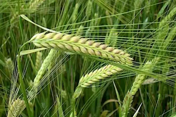Hordeum vulgare