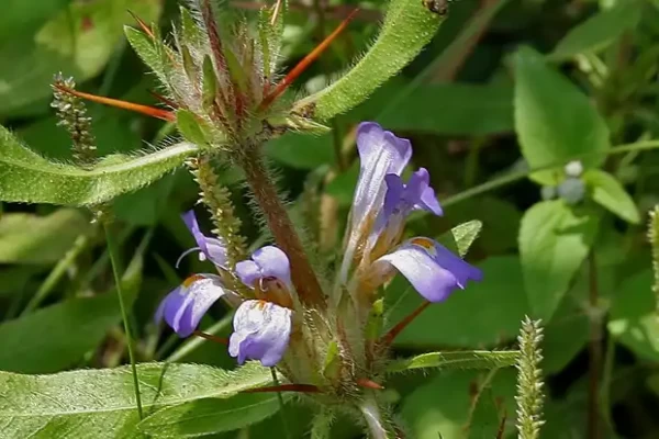 Hygrophila auriculata