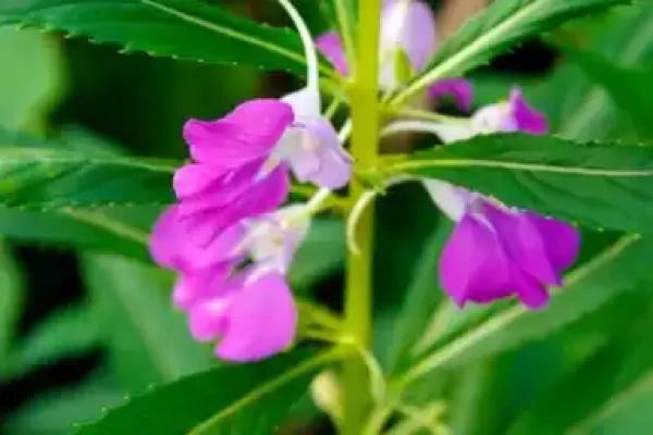 Impatiens balsamina