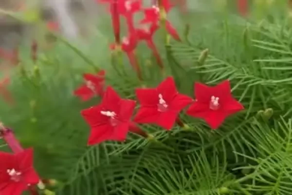 Ipemoea quamoclit