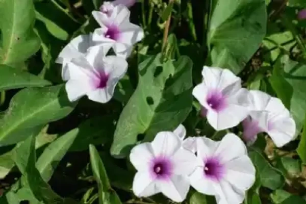 Ipomoea aquatica