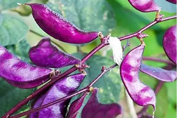 Lablab purpureus