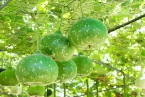 Lagenaria vulgaris
