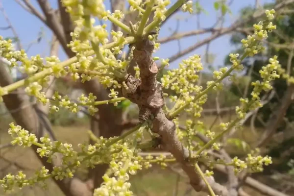 Lannea coromandelica