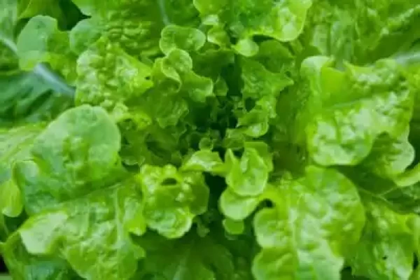 lectuca sativa