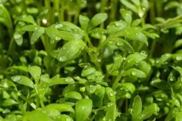 Lepidium sativum