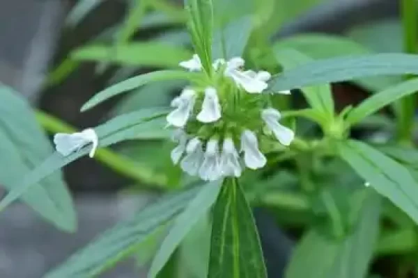 Leucas aspera
