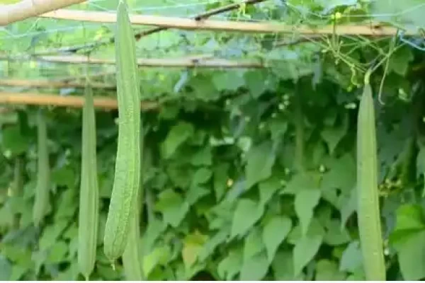 Luffa acutangula